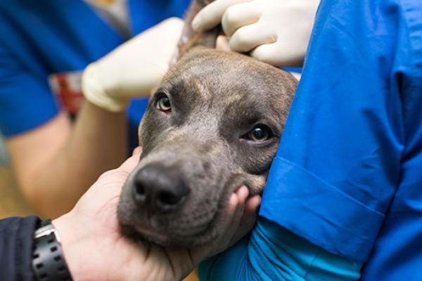 visita veterinaria di emergenza per il tuo cane