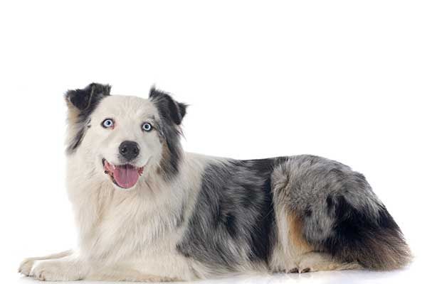 Australian Shepherd