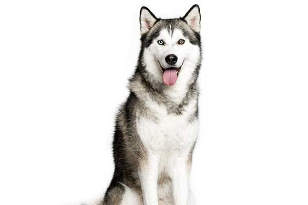 Husky