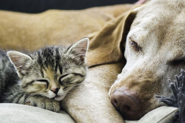 Convivenza tra cane e gatto