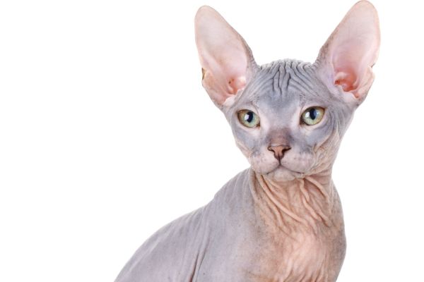 Gatto Sphynx