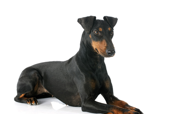 Manchester Terrier