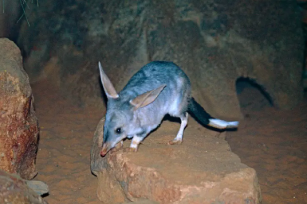 Bilby maggiore