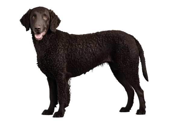 Curly Coated Retriever