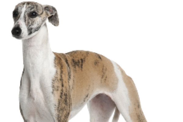 Whippet