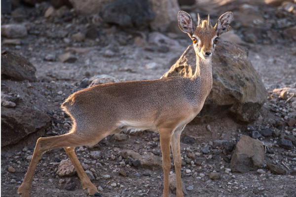 Dik Dik