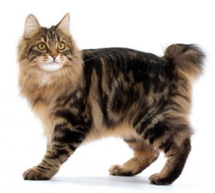 Gatto American Bobtail: storia, aspetto, carattere, cura e prezzo