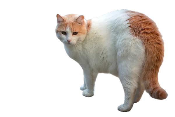 Turkish Van