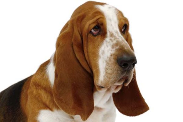 Bassethound