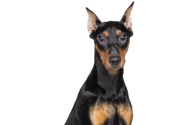 Zwergpinscher