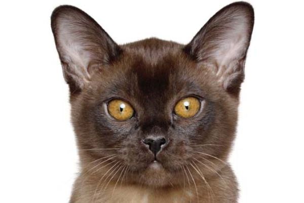 Gatto burmese