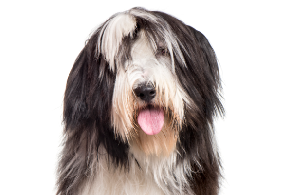 Bearded Collie