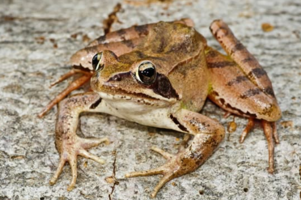 Rana dalmatina