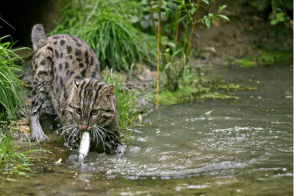 Gatto pescatore