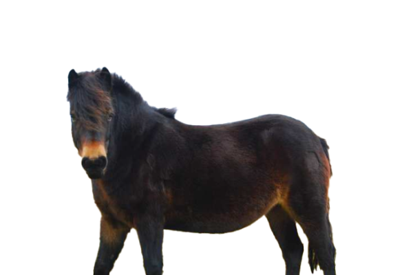 Pony exmoor