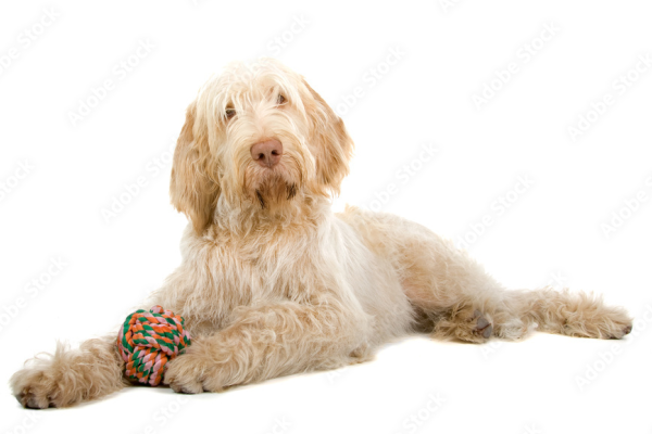 Spinone Italiano