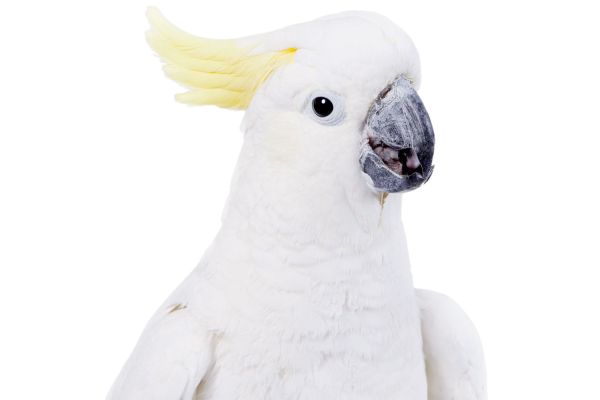 Cacatua dal ciuffo giallo