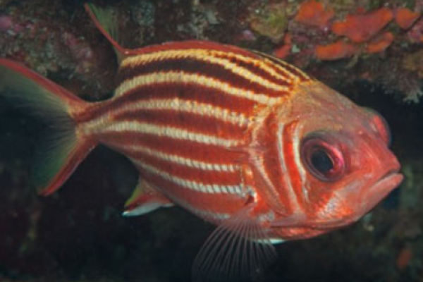 Pesce scoiattolo