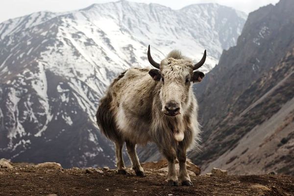 Yak