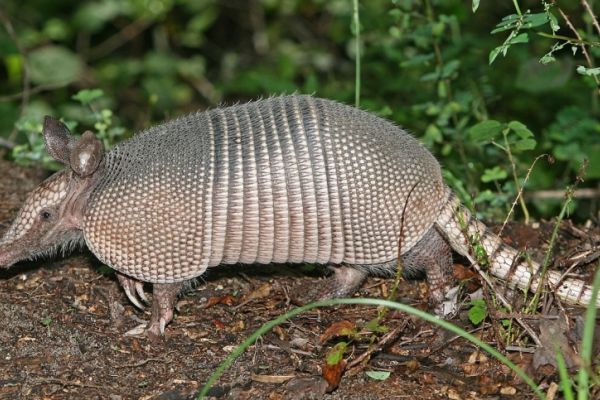 Armadillo