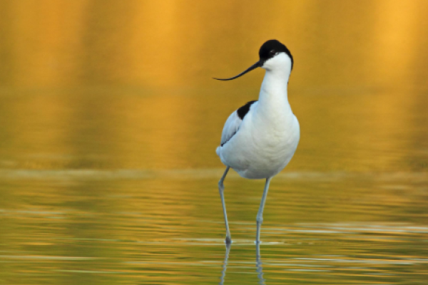 Avocetta