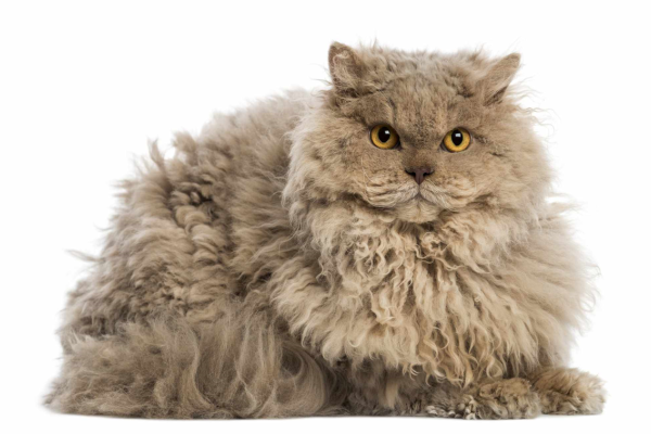 Gatto Selkirk Rex