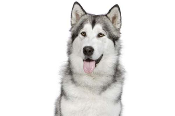 Alaskan Malamute