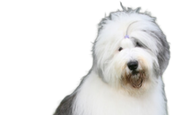 Old English Sheepdog