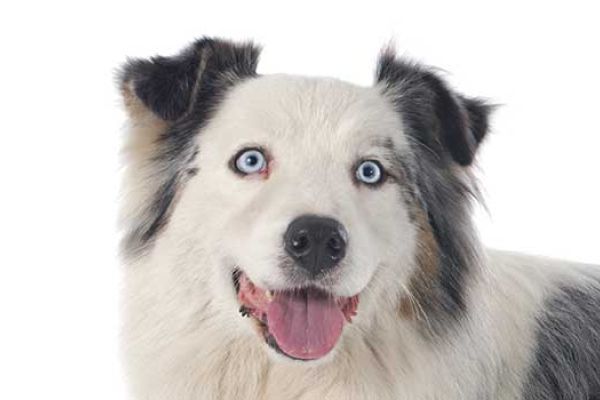 Australian Shepherd