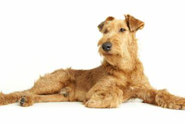 Irish Terrier