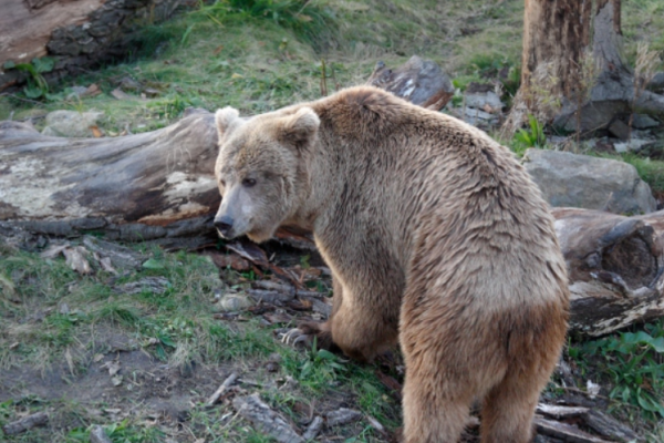 Orso bruno himalayano