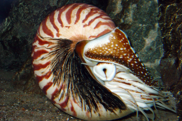 Nautilus