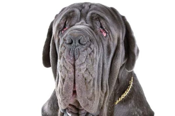 Mastino Napoletano