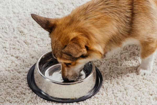 cane anziano beve molto