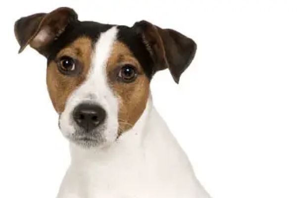 Parson Russell Terrier