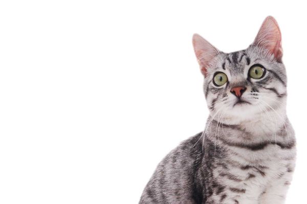 Gatto American Shorthair