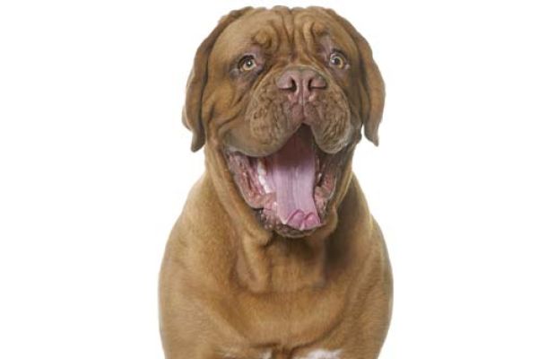 Dogue de Bordeaux