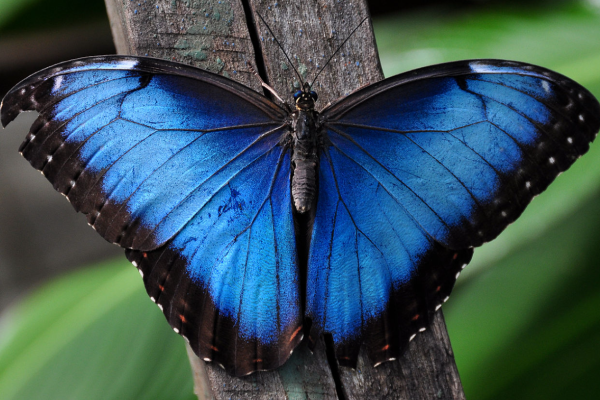 Farfalla morpho blu