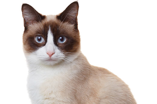 Gatto Snowshoe