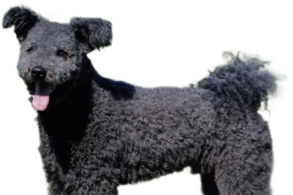 Pumi