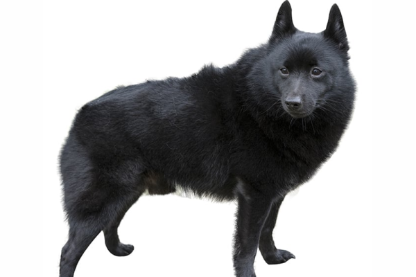 Schipperke