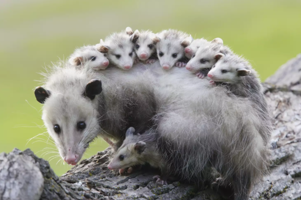 Opossum delle Ande