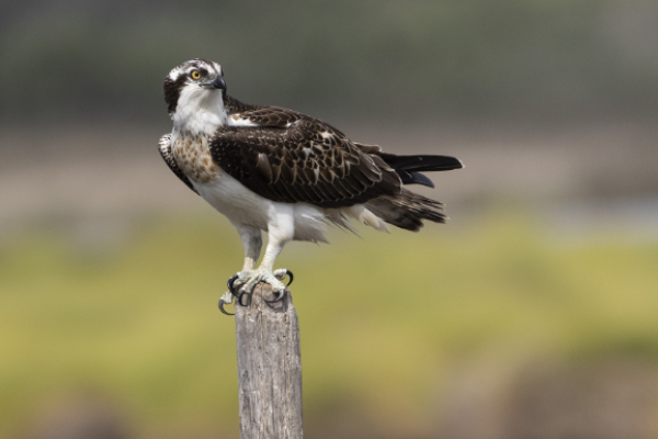 Falco pescatore