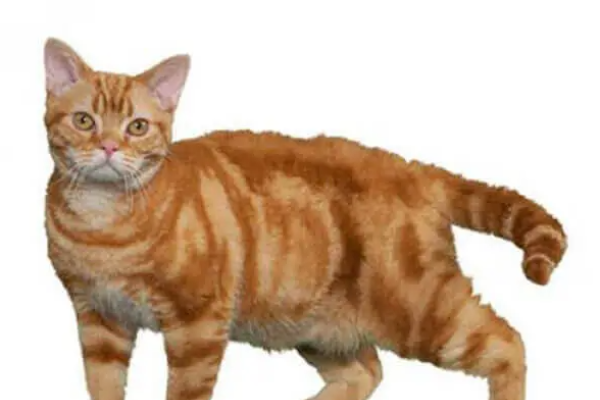 Gatto American Wirehair