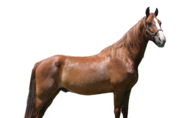 Tennessee walking horse