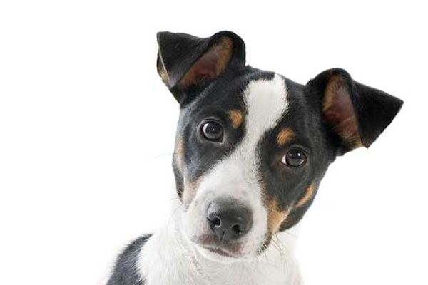 Jack Russell Terrier