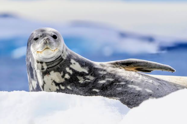 Foca di Weddell