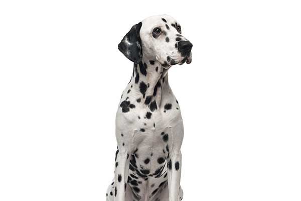 Dalmata