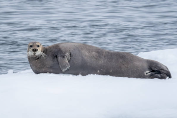 Foca barbata