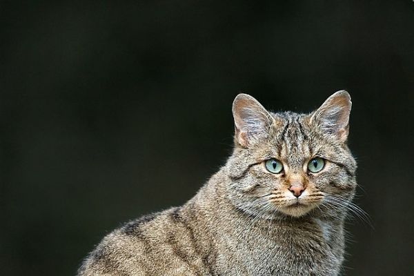 Gatto selvatico eurasiatico